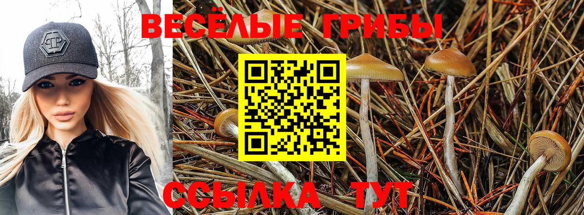 Псилоцибиновые грибы Cubensis Чебаркуль